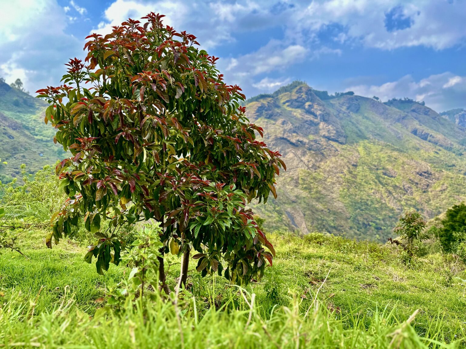 AVOCADO PLANTATION PROJECT – Kodaiagriorg